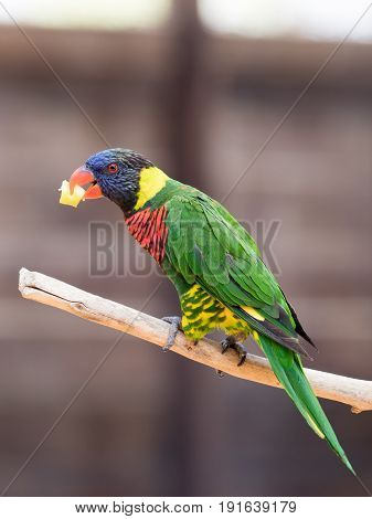 Parrot Lori - Loriinae - sits on a branch in an aviary for parrots at the Gan Guru Zoo in Kibbutz Nir David in Israel