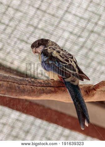 Parrot Lori - Loriinae - sits on a branch in an aviary for parrots at the Gan Guru Zoo in Kibbutz Nir David in Israel