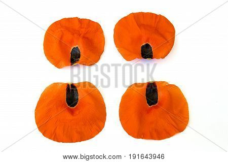 On the white ground are poppy flowers, poppy leafs, the best poppy flowers for projects and designs,