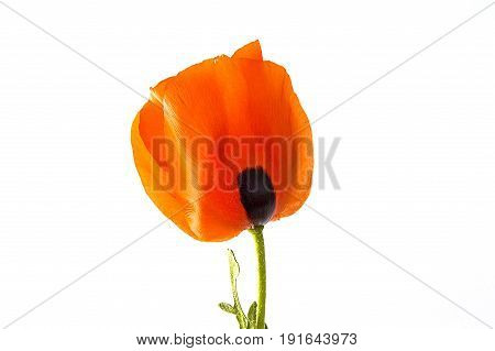 On the white ground are poppy flowers, poppy leafs, the best poppy flowers for projects and designs,