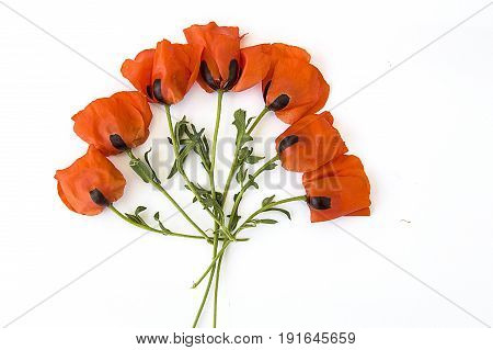 On the white ground are poppy flowers, poppy leafs, the best poppy flowers for projects and designs,