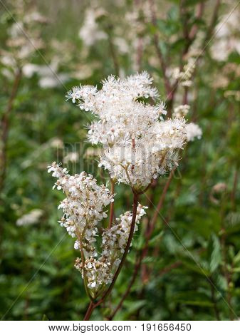 Spiraea Alba Meadowsweet Flower Bunch