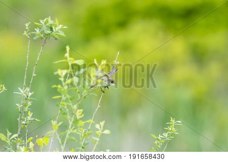 Willow Flycatcher launching into flight from twig