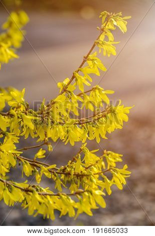 Forsythia flowers in front of with green grass and blue sky. Golden Bell, Border Forsythia (Forsythia x intermedia, europaea) blooming in spring garden bush.