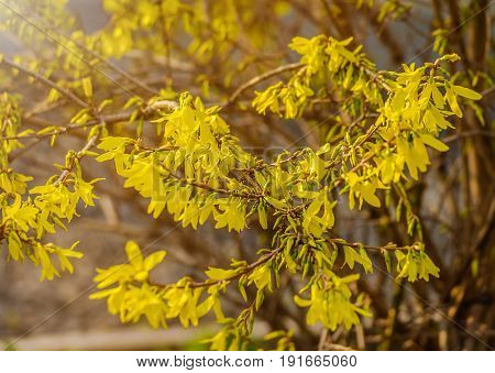 Forsythia flowers in front of with green grass and blue sky. Golden Bell, Border Forsythia (Forsythia x intermedia, europaea) blooming in spring garden bush.
