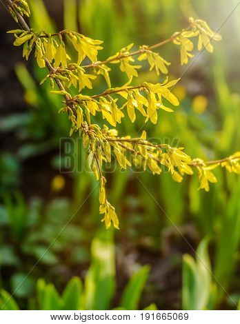 Forsythia flowers in front of with green grass and blue sky. Golden Bell, Border Forsythia (Forsythia x intermedia, europaea) blooming in spring garden bush.