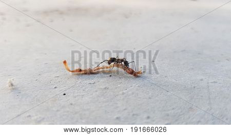 Macro of insect black ant to move food close up on the ground in nature process in vintage style