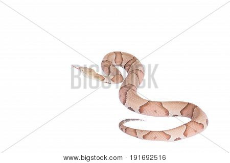 Copperhead Agkistrodon contortrix isolated on white background