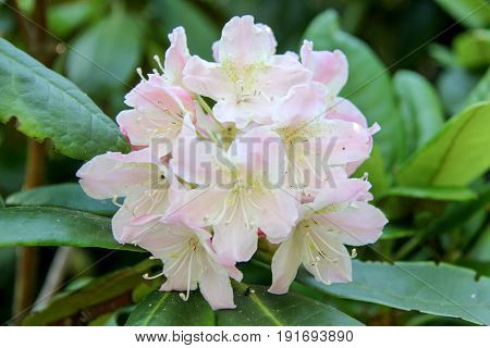 Rhododendron beautiful flower. Latvian University Rhododendron nursery 