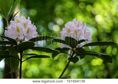 Rhododendron beautiful flower. Latvian University Rhododendron nursery 