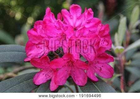 Rhododendron beautiful flower. Latvian University Rhododendron nursery 