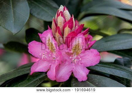 Rhododendron beautiful flower. Latvian University Rhododendron nursery 