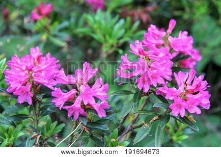 Rhododendron beautiful flower. Latvian University Rhododendron nursery 