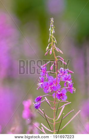 Flower Of Fireweed