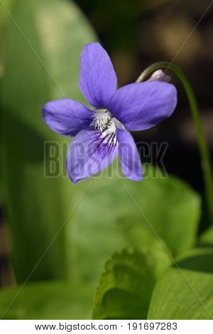Common Dog-violet