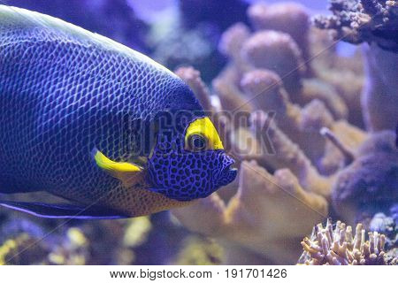 Blue Faced Angelfish Pomacanthus Xanthometopon