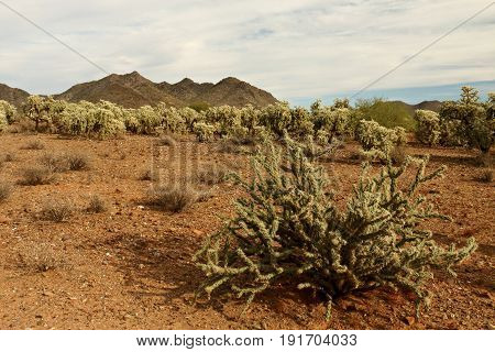 Staghorn Cactus in front of Cholla Forest  in Sonora Desert, Phoenix, Arizona