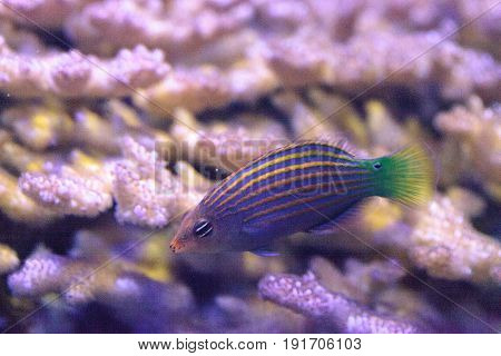 Pinstriped Wrasse Fish Halichoeres Melanurus