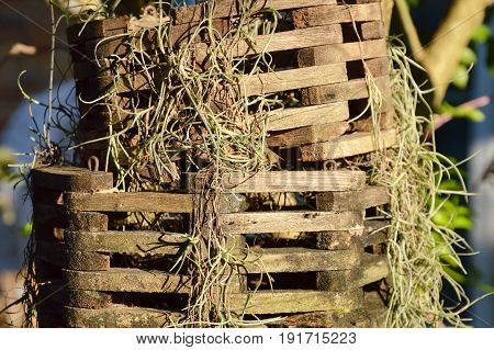 fern on wooden mobile pot in park