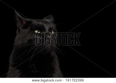 Portrait of Curious Black Cat making face on Isolated Dark Background, front view