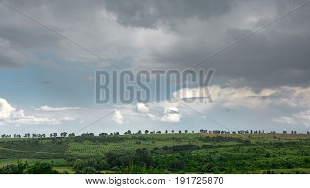 Row Of Poplar Trees With Vineyards In Foreground