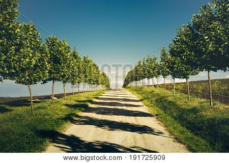 Direct Road With Rows Trees Left And Right One Point Perspective Horizon Picturesqie Rural Landscape