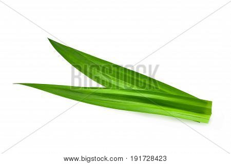 fresh green pandan leaves isolated on white background Asian herbs