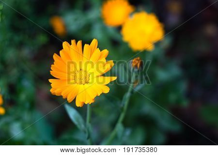 bright yellow flowers in the garden summer