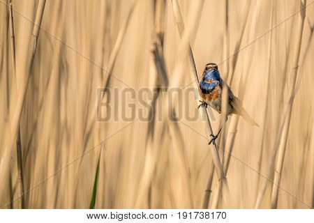 Male bluethroat or Luscinia svecica is perching on reed
