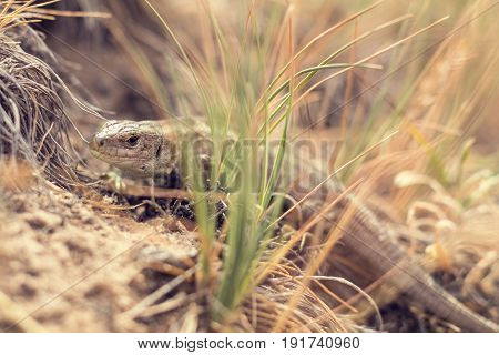 Yellow Lizard In Nature
