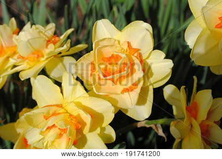 Fife yellow orange daffodils-narcis blooming in spring