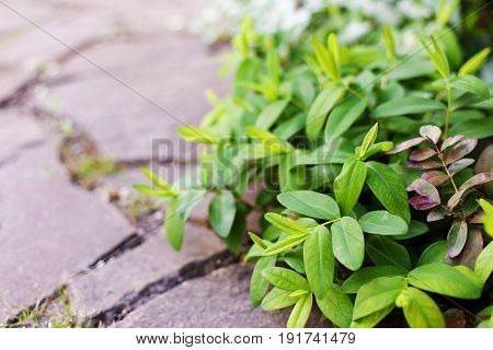 Hypericum calycinum branches lie on the path of sandstone. Selective focus.