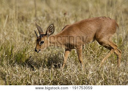 Young duiker antelope walking through short dry grass in the morning sun