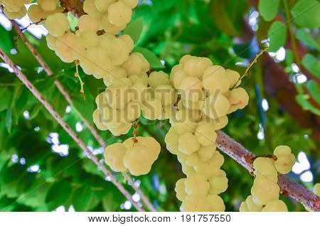 Star gooseberry fruit. Phyllanthus acidus, known as the Otaheite gooseberry , star , damsel, grosella , karamay