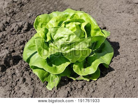 green lettuce growing in the garden. Agriculture, olericulture, organic food concept