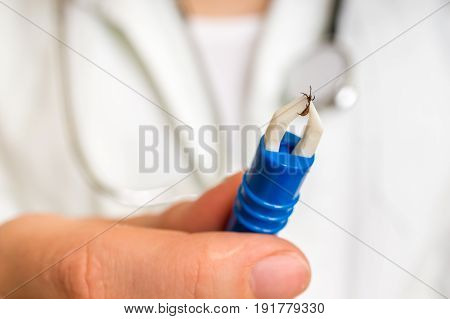 Female Doctor Is Holding Tweezers With A Tick