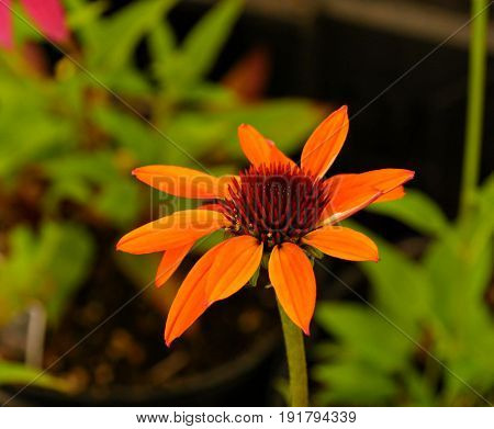 Orange echinacea, single flower
Orange echinacea bloom in a blurry green background