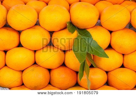 Many fresh raw orange. Oranges displaes in farm market