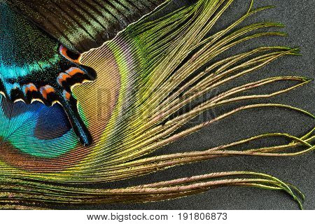 Abstract picture of Butterfly wing and peacock feather