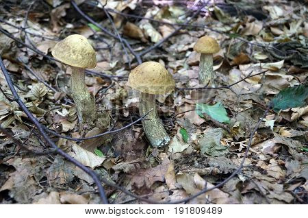 Leccinum scabrum with a brown hat grows in the forest in dry foliage and branches