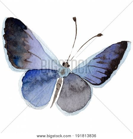 Watercolor butterfly tender insect, intresting moth, isolated wing illustration. Butterfly names: swallowtail, monarch, queen. Aquarelle for background, wrapper pattern, frame or border