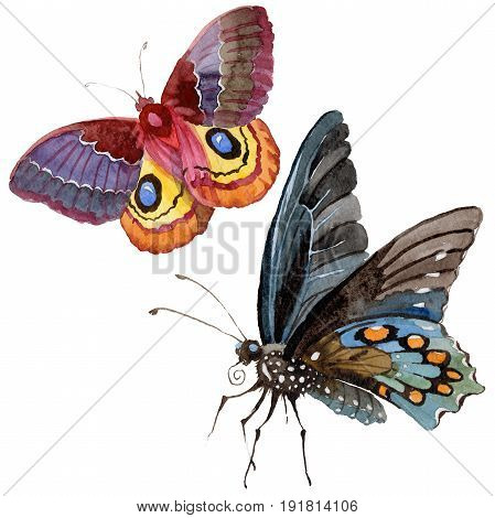 Watercolor butterfly tender insect, intresting moth, isolated wing illustration. Butterfly names: swallowtail, monarch, queen. Aquarelle for background, wrapper pattern, frame or border