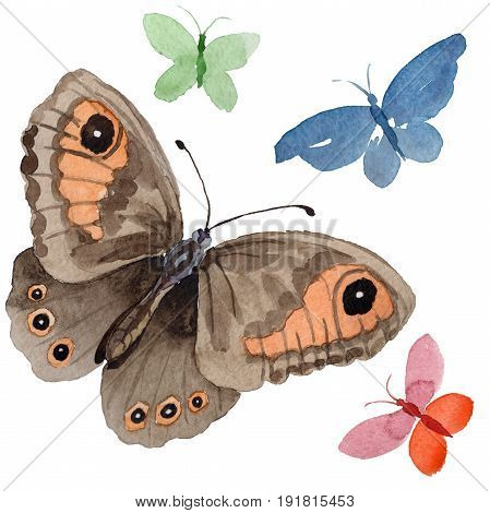 Watercolor butterfly tender insect, intresting moth, isolated wing illustration. Butterfly names: swallowtail, monarch, queen. Aquarelle for background, wrapper pattern, frame or border