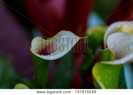 White Calla Lily On Green Leaves Close Up