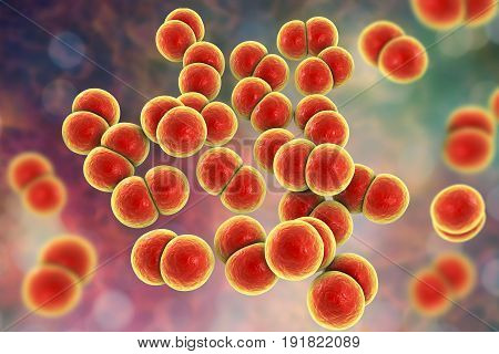 Bacteria Neisseria gonorrhoeae, gonoccoccus, diplococci which cause sexually transmitted infection gonorrhoea. 3D illustration