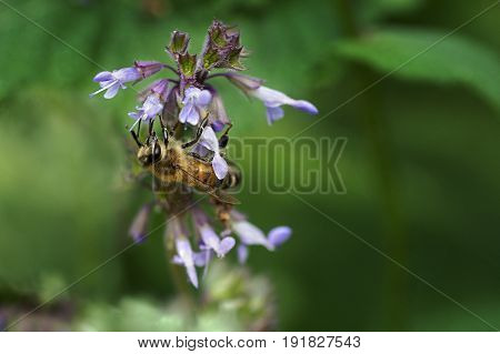 bee collects nectar on a flower plants of meadows and fields   - blooming  salvia