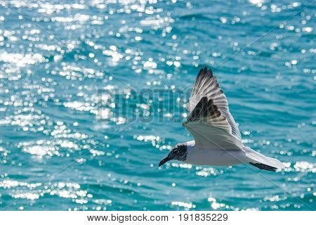 Seagull flying over the carribean sea of Cancun