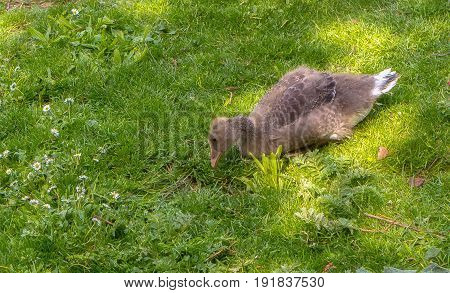 Young goose in the park is looking for food