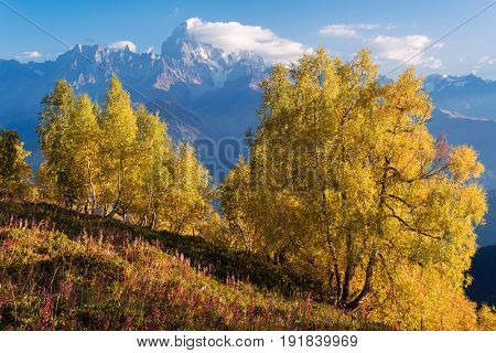 Ushba peak in clouds. Autumn landscape. Birch forest on the hillside. View from Mount Mkheer. Main Caucasian ridge. Zemo Svaneti, Georgia 