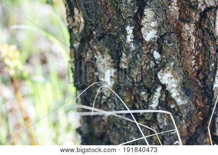 birch forest in sunlight in the morning